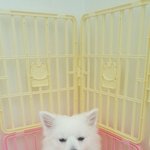 크리스마스라고 <b>특별</b>한거 있어?