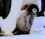 [댓글부탁해] 팥죽 먹고싶다....