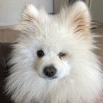 [개깊은빡침] 이웃주민이 시멘트바닥에 내던져서 실명된 깡깡이..