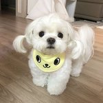 [댓글부탁해] 맨날 앞머리가발 쓰고 다니는거 <b>에바</b>일까?