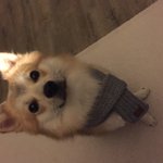 [강아지] 다들 메리 크리스마스 보내세요