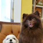 [댓글부탁해] 블랙핑크 <b>제니</b>랑 <b>지수</b> 강아지라는데