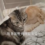 [고양이] 크리스마스 선물 받았어요