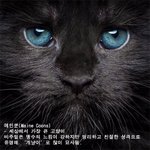 세상에서 젤 거대한 냥이 '메인쿤'