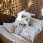 [강아지] 앞다리가 부러진채 보호소로 들어왔습니다