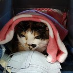 [고양이] [2018 10묘]다묘네 2018년 및 근황 보고!!...