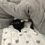[드루와] <b>울</b> <b>집</b> 고양이 개뻔뻔;;