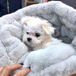 와 대박 수영이 반려견 원래 이름 뭐할려고 했냐면
