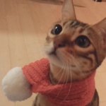 [고양이] 우리 애옹이들 귀여운거 못본 사람 없게 해주세여