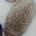 <b>울</b><b>집</b>고슴도치 기엽징