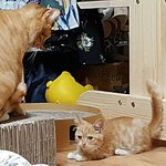 [고양이] [2018 10묘 2]다묘네의 서열도 및 조직도를 공개해보자...