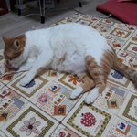 나의 동거묘 <b>도칠</b>이 혼자 노는 재미