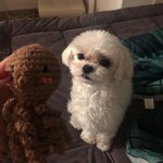 [강아지] 울 댕댕이 봉구 :-)