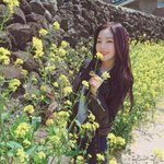 유채<b>꽃밭</b> 아이린