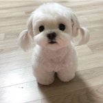 [드루와] 겨쿨 <b>섀도</b> 이거 써도 돼??