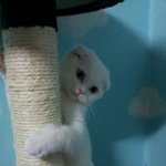 [고양이] 나의첫 반려동물 앙이