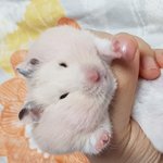 모땡긴 햄스터 멍이