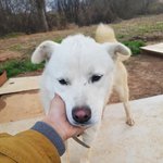 [강아지] 같이 들어온 친구는 <b>입양</b>을 갔습니다