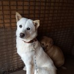 [강아지] 엄마와 아들에게도 기적이오길