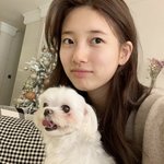 수지강아지 수지<b>닮음</b>;;