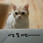 [고양이] (통이네)부러우시다고요?