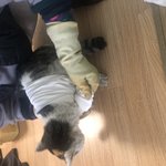 [도와주세요] 다친 길냥이 도와주세요!