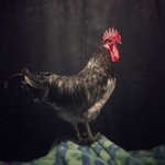 [무무닭] 무무닭 첫크리스마스 - 집에서 부화시킨 청계아리 성장일기