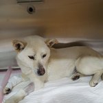 [강아지] 앞다리골절 보아가 임신이랍니다