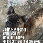 [강아지] 뉴욕 애틀란<b>타</b> 가시는분 <b>안</b>계실까요