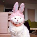 [방탄소년단] 나방금 이짤 <b>실사판</b>봤어 ㅋㅋㅋㅋ