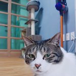 [고양이] 울집 고양이 <b>엽사</b>모음