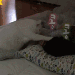 [드루와] 새벽에 밥 달라고 <b>집사</b> 깨우는 뚱냥이