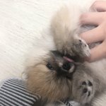 [조언부탁] 저희강아지가 오늘 동물병원에서 죽었습니다