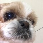 [댓글부탁해] 야얘들아 이거 <b>백내장</b> 각이냐