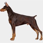 [강아지] +) 우리집 주인님