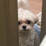 [강아지] 방구뀌는 놈이 성내네요;