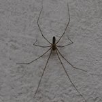 애들아 이렇게 생긴 <b>거미</b> 어떻게 잡아?