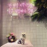 [강아지] 우리 사랑스런 <b>두부</b>님