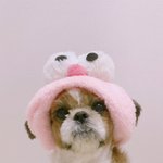 [강아지] 우리 <b>후추</b> 한번씩 보고가-!