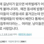 [팩트] 길냥이가 있으면 <b>바퀴</b>벌레가 줄어든다