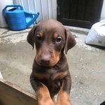 [강아지] 집사A 집사B 그리고 주인님