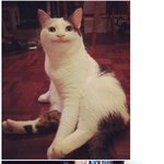 [댓글부탁해] 트와이스 <b>다현</b> 닮은 고양이