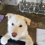 [강아지] 5개월 꼬마의 가족이 되어주세요