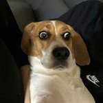 윗집 <b>개</b>웃겨 ㅋㅋㅋㅋㅋㅋ
