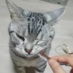 [고양이] (통이네)눈물 흘리는 고양이