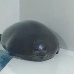반배정헷<b>꿀꿀</b>