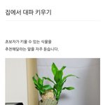 [댓글부탁해] 집에서 <b>대파</b> 키우기.jpg