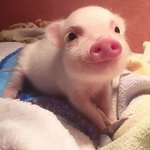 [드루와] 2019년<b>1</b>월<b>1</b>일 기념 새해 목표/다짐 적고가