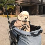 [댓글부탁해] 제니 <b>카이로</b> 가장 피해본..