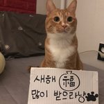 [고양이] 까<b>칠</b>냥 토리의 새해